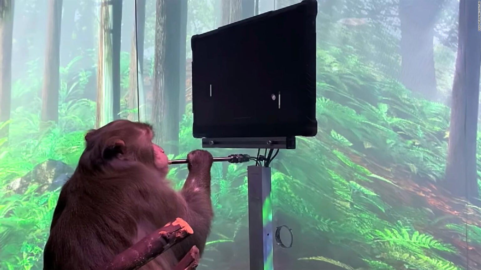 Neuralink mostró las primeras imagenes de un mono jugando videojuegos